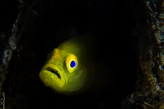Yellow gobi in his hole, Philippines