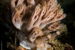 Mimic nudibranch, Philippines