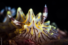 Nudibranch, Phillipines