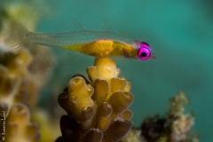 Purple-eyes gobi, Philippines