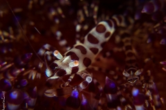 Coleman shrimps on fire urchin, Philippines