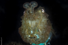 Dancing queen, Philippines