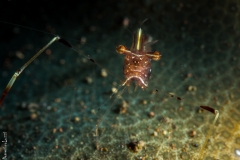 Shrimp, Bali