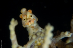 Denise pygmy sea horse's portrait, Bali