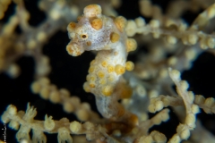 Denise pygmy sea horse, Bali