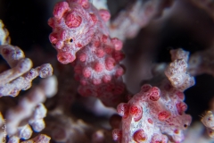 Couple of pygmy sea horses, Bali