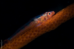 Whip coral gobi, Bali