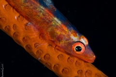 Whip coral gobi close-up, Bali