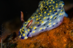 Nudibrach, Bali
