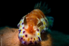 Golden rynophores' nudibranch, Bali