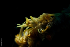 Wire coral shrimp, Bali
