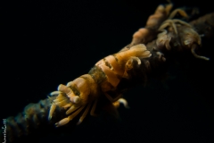 Wire coral shrimps couple, Bali