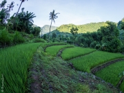 In the rice fields, Bali