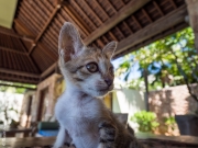 Cat portrait, Bali