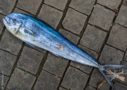 Mahi mahi fish, Bali