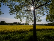 Colours of spring, Germany