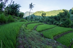 In the rice fields, Bali