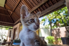 Cat portrait, Bali