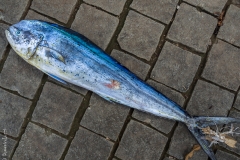 Mahi mahi fish, Bali