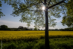Colours of spring, Germany