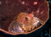 Scorpion fish in barrel sponge, Bali, Indonesia, 2013