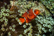 Clown fish and his anemone, Bali, Indonesia, 2013