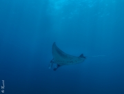 Giant manta, Komodo, Indonesia