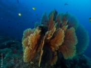 Giant Sea fan, Thailand near Myanmar border