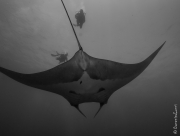 Giant manta, Thailand near the border of Myanmar