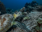 Turtle portrait, Borneo, Malaysia