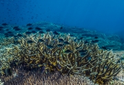 Coral garden, Borneo, Malaysia