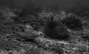 Resting reef shark, Borneo, Malaysia