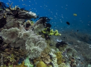 Soft corals, Komodo Islands, Indonesia