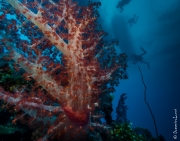 Soft coral and divers, Truk, Micronesia