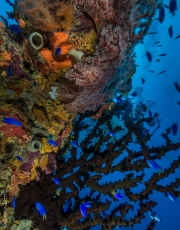 Coral and diver, Truk, Micronesia