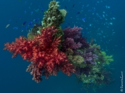 Coral garden on a wreck's mast, Truk, Micronesia