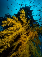 Soft corals on a wreck's mast, Truk Lagoon, Micronesia