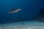 Reef shark encounter, Truk, Micronesia