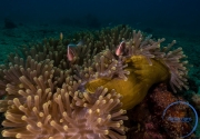 Anemone with fishes, Philippines