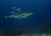 Reef shark encounter, Truk, Micronesia