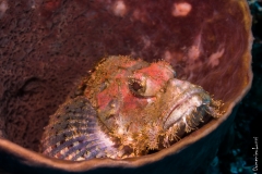 Scorpion fish in barrel sponge, Bali, Indonesia, 2013