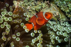 Clown fish and his anemone, Bali, Indonesia, 2013