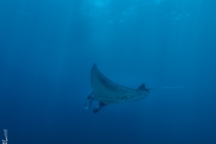 Giant manta, Komodo, Indonesia