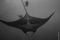 Giant manta, Thailand near the border of Myanmar