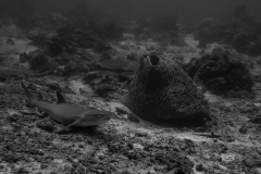 Resting reef shark, Borneo, Malaysia