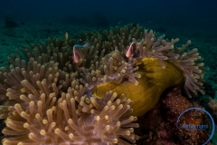 Anemone with fishes, Philippines