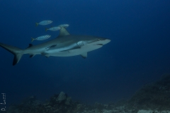 Reef shark encounter, Truk, Micronesia